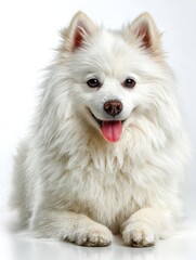 Fluffy white spitz on a white background