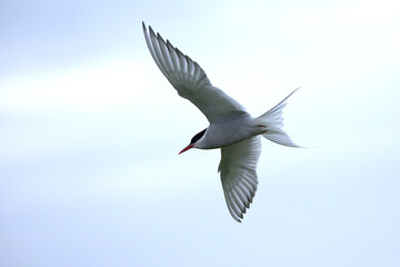 Arctic Tern flying over a glacial region in southern Iceland in the last light of a summer day