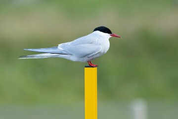 Arctic Tern on a coastal area of ​​northwest Iceland on a cloudy day in mid-July