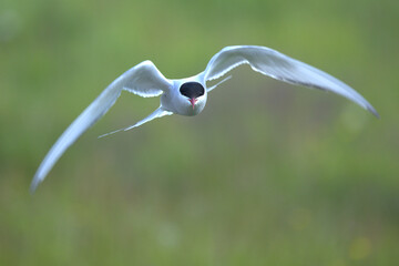 Arctic Tern flying over a glacial region in southern Iceland in the last light of a summer day