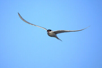 Arctic Tern flying over a glacial region in southern Iceland in the last light of a summer day