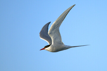 Arctic Tern flying over a glacial region in southern Iceland in the last light of a summer day