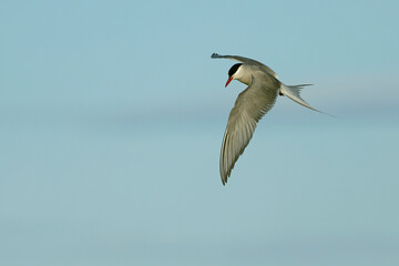 Arctic Tern flying over a glacial region in southern Iceland in the last light of a summer day