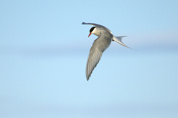 Arctic Tern flying over a glacial region in southern Iceland in the last light of a summer day