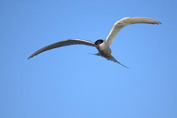 Arctic Tern flying over a glacial region in southern Iceland in the last light of a summer day