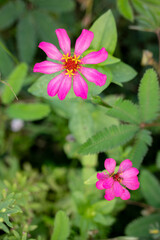 Obraz premium Bright Pink Zinnia Flower Blooming in the Garden
