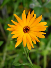Gelb blühende Ringelblume, Nahaufnahme der Blüte
