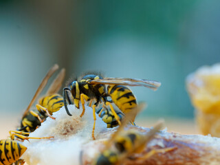 Echte Wespen, Wespen, Vespinae