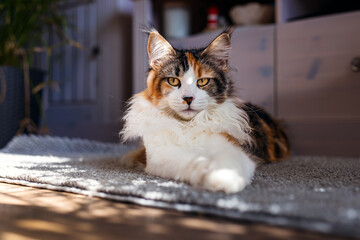 Bunte Maine Coon mit Blick in die Kamera.