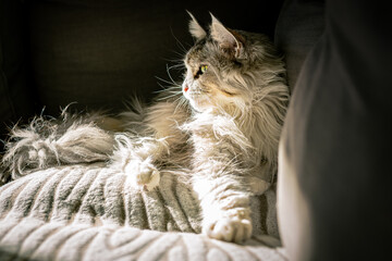 Silber Wei&szlig;e Katze sitzt im Sonnenlicht auf einem Grauen Sofa.