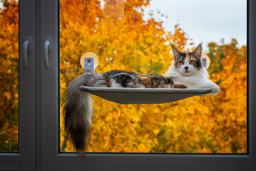 Bunte Maine Coon liegt auf einer Fensterliege. Im Hintergrund die Herbstbl&auml;tter.