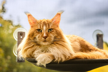 Roter Maine Coon Kater liegt auf einer Fensterliege.