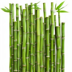 Fototapeta premium Fresh green bamboo stalks of different heights and widths standing upright against a clean white background