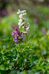 Hohler Lerchensporn, Corydalis cava, Hohlknolliger Lerchensporn
