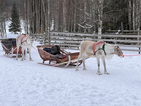 Two reindeer sleighs with reindeer already harnessed for departure in the snow-covered forests of Finnish Lapland.