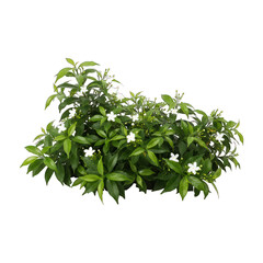 Obraz premium Lush green bush with many small white flowers, isolated on a transparent background