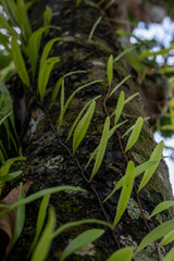 Pattern of Green Foliage on Textured Tree Bark in Forest