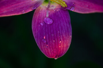 Close up macro photograph of a dewdrop on a vibrant purple flower petal
