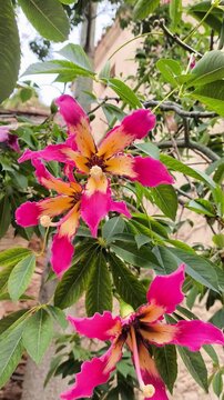 Flor de palo borracho en Jardin la Galera de Badajoz