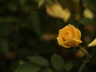 6月に美しく咲いた小柄で黄色のバラ「ライズン･シャイン」