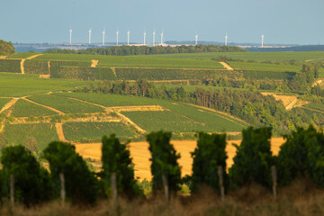 Vineyards and wind turbines in rural landscape