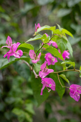 Vibrant Pink Bougainvillea Flowers in Tropical Garden