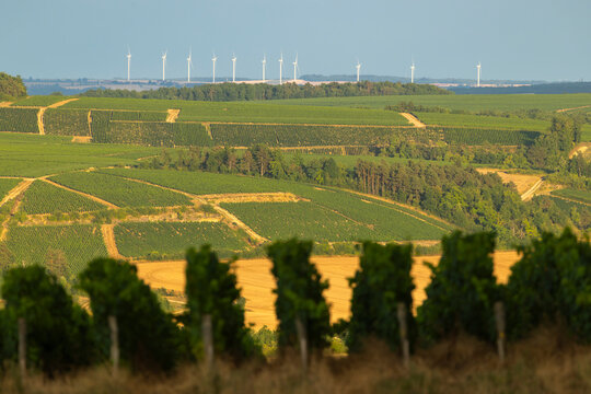 Fototapeta Vineyards and wind turbines in rural landscape