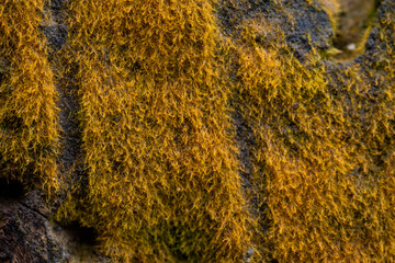 Vibrant Yellow-Orange Moss Texture on Dark Wood