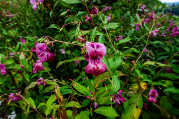 2024 08 03 Asiago wild orchid 8