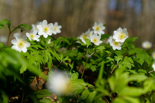  Buschwindr&ouml;schen, Anemone nemorosa