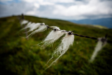 Tufts of white sheep wool caught on barbed wire in a green mountain pasture under cloudy sky,...