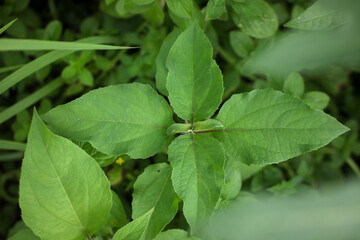 Lush Green Whorled Leaves Close-up