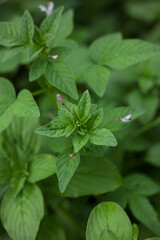 Vibrant Green Foliage with Tiny Pink Wildflowers Macro