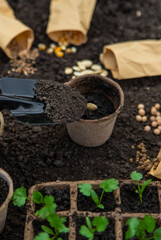 Sow seeds in the garden for rose gardens. selective focus.