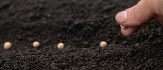 Sow seeds in the garden for rose gardens. selective focus.