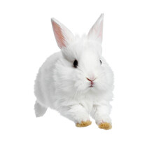 Obraz premium White Bunny's Leap: An adorable white bunny rabbit bounds gracefully forward. Its fluffy fur and expressive eyes create a sense of charm and energy.