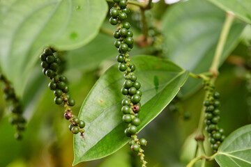 Close-up view of unripe peppercorn growing on vine