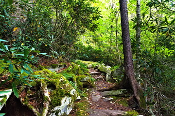The Tanawha Trail, an iconic and scenic hiking trail in the North Carolina Blue Ridge Mountains, offers beautiful scenery through lush green forest.