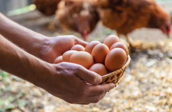 Homemade chicken eggs are held by a farmer in his hands. Selective focus.