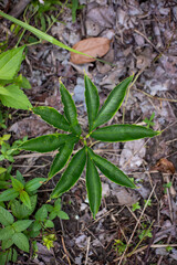 green leaves in the garden