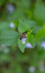 Honey Bee Collecting Nectar on Purple Wildflower