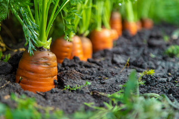 Carrot harvest in the garden. Selective focus.