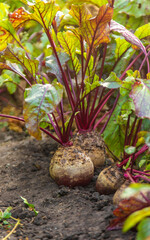 Beet harvest in the garden. Selective focus.