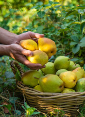 Pear harvest in the garden. Selective focus.