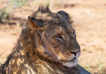 Portrait of a young male lion, Moremi Game Reserve, Botswana