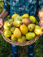 Pear harvest in the garden. Selective focus.