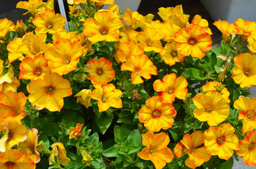 Bright Yellow and Orange Petunia Flowers in Full Bloom at Hana Biyori, Japan