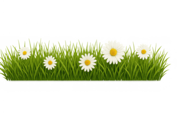Green grass with white and yellow daisies creating a natural border, transparent background for spring designs