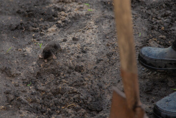 Dead mole in the garden. Selective focus.