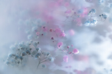 Soft pastel flowers in dreamy blur with gentle light, romantic mood, airy texture and delicate floral background.
